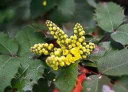 Mahonia (Mahonia aquifolium)