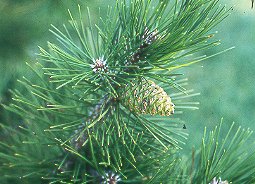 Pino negral (Pinus nigra subsp. salzmannii)