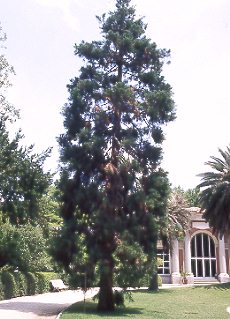 Secuoya (Sequoiadendron giganteum)