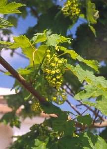 Sicmoro (Acer pseudoplatanus)