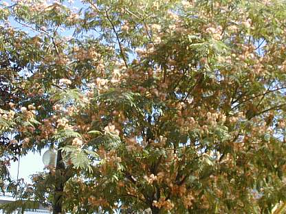 Acacia peluda  (Albizia julibrissin)