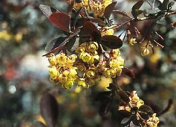 Agracejo (Berberis thunbergii)