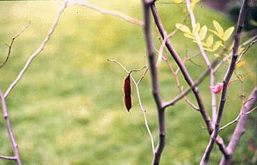 Falsa acacia roja (Robinia hispida)