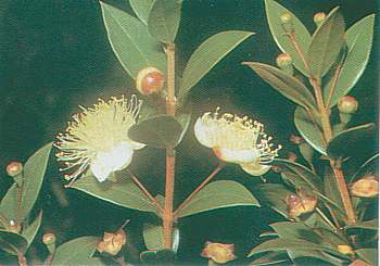 Mirto (Myrtus communis)