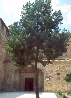 Pino silvestre (Pinus sylvestris)