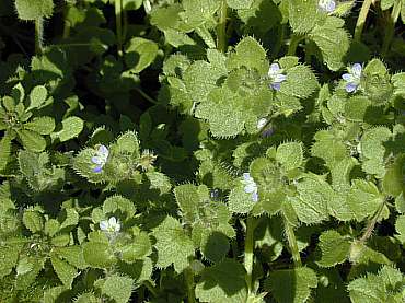 Vernica (Vernica andersonii)