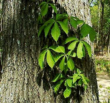 Via virgen (Parthenocissus quinquefolia)