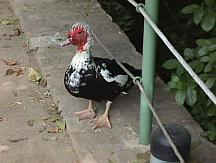 Pato del Lago pato del lago