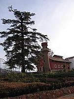 Cedro, torre y el Pabellón de las Calesas