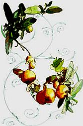 Itinerarios Saludables