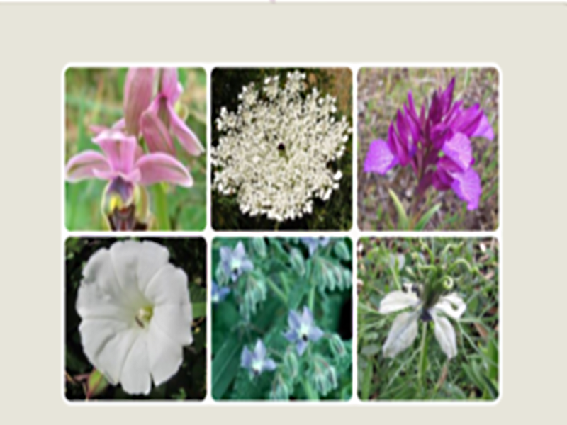 Curiosidades de las plantas y flores: adaptarse para sobrevivir