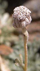 Manzanilla de la Sierra (Artemisa granatensis )