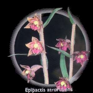 Colorete de epipactis (Epipactis atrorubens)