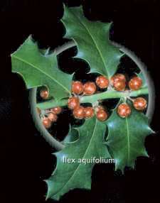 Acebo (Ilex aquifolium)