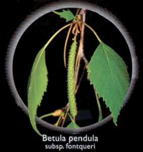 Betula Pendula (Betula Pendula subsp. fontqueri)