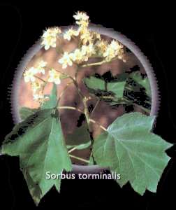 Sorbo Silvestre (Sorbus torminalis)