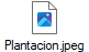 Plantacion.jpeg
