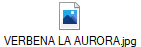 VERBENA LA AURORA.jpg