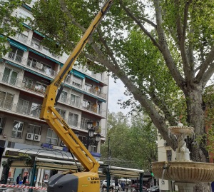 ©Ayto.Granada: MANTENIMIENTO ACOMETE UN PLAN DE REVISIN DEL ARBOLADO SINGULAR EN CASI 200 EJEMPLARES DEL CASCO HISTRICO DE LA CIUDAD